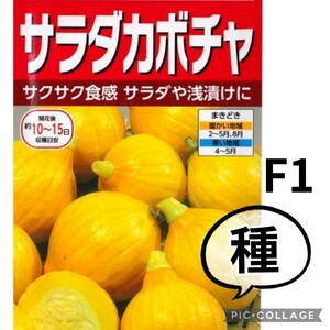 【７粒】F1サラダかぼちゃ『コリンキー』　サラダ　ポタージュ　ジャム　送料73円〜