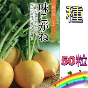 【50粒】カブ『味こがね』　鮮黄色の美しいカブ♪　中まで黄色♪　サラダ・煮物・漬物に♪　送料73円〜