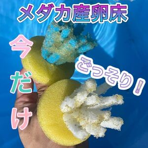 ☆橋本めだか☆びっくり！！！たくさん採れるメダカの産卵床６個セット！