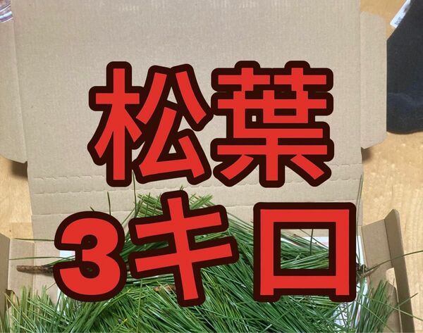 3000g 即購入可　即日発送　岡山県　黒松　枝付き松葉　農薬：栽培期間中不使用 