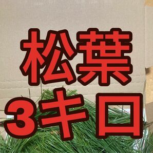 3000g 即購入可　即日発送　岡山県　黒松　枝付き松葉　農薬：栽培期間中不使用 