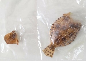 カプセルQミュージアム　マグネット水族館　日本の食用魚　鮃　