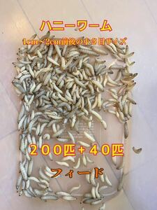 【フィード】ハニーワーム２００匹+４０匹(1cm〜2cm前後のサイズ)