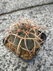 光琳玉 サボテン 多肉植物　ギムノカリキウム