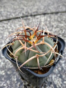 光琳玉 サボテン 多肉植物　ギムノカリキウム