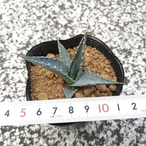 アガベ エボリスピナ Agave utahensis var. eborispina の画像4