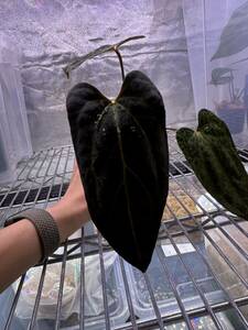 【Anthuroom】(select)Anthurium Black Ghost from Plant code farm（アンスリウムブラックゴースト）