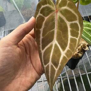 【Anthuroom】(select)Anthurium Red crystallinum NSE self アンスリウムレッドクリスタリナム from Plant code farmの画像3