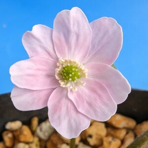雪割草　「北国美人」人肌ピンクの可愛いお花で御座います。硬質角プラポット植えです。