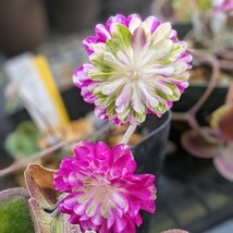 雪割草　（紅てまり）種馬跳珠交配　硬質角プラポット植えです、_画像1