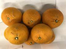 約10ｋｇ 清見オレンジ（タンゴール）（家庭用）　サイズ混合　1円スタート　愛媛産_画像2