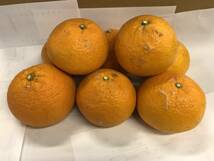 約10ｋｇ 清見オレンジ（タンゴール）（家庭用）　サイズ混合　1円スタート　愛媛産._画像3