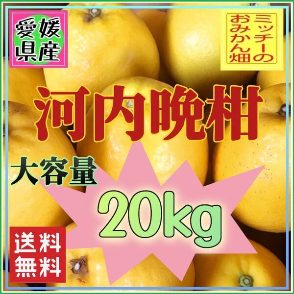 かわちばんかん（愛南ゴールド）【訳あり】《河内晩柑／えひめ県産》