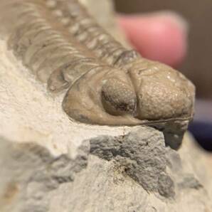 【高品質】【比較セット】Paciphacops campbelli & Kainops raymondi オクラホマ産 三葉虫 化石の画像6