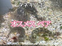 条件あり送料1円【タネギンポ オス一匹メス二匹計三匹セット】※メスはオスよりふた周りほど小さいです 海水魚 ギンポ カエルウオ 可愛い魚_画像1