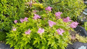 京鹿の子　キョウカノコ　茶花