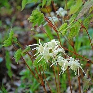 イカリ草　白　(２株)　山野草　植物一般