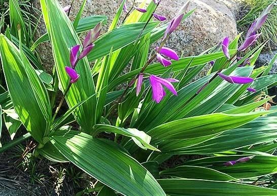 紫蘭　シラン　(3株)植物一般
