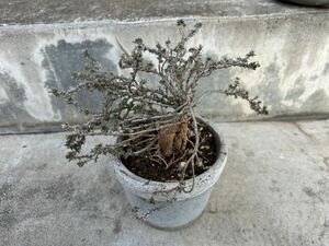 トリコディアデマ　姫紅小松　塊根植物　多肉植物