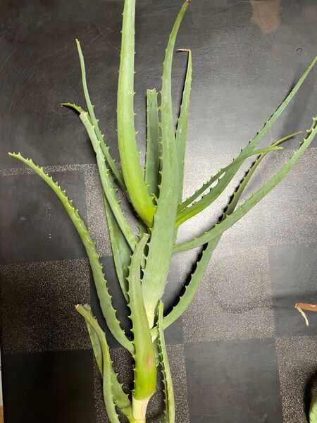 アロエ ベラ 宅急便コンパクトにいっぱい アロエ果肉 ベラ12本? 多肉植物