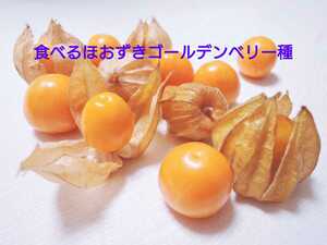 食用 ほおづき 種 50粒以上 種 北海道 ゴールデンベリー