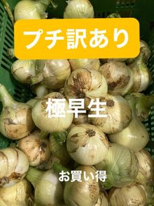 プチ訳あり南あわじ産極早生玉ねぎ5K