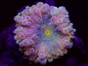 【珊瑚堂】☆激美☆　バブルディスク『Ricordea Yuma Mushroom Coral』　【アクアリウム】【サンゴ】【coral】