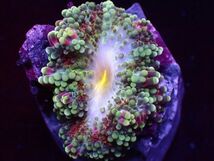 【珊瑚堂】バブルディスク　マルチカラー】【アクアリウム】【サンゴ】【coral】_画像1