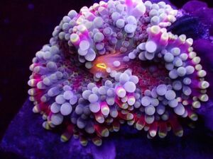 【珊瑚堂】☆激美☆ バブルディスク『Ricordea Yuma Mushroom Coral』　【coral】【サンゴ】【アクアリウム】