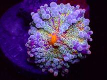 【珊瑚堂】バブルディスク　レインボー　『Rainbow Ricordea Yuma Mushroom Coral』【アクアリウム】【サンゴ】【coral】_画像3
