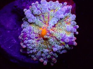 【珊瑚堂】バブルディスク　レインボー　『Rainbow Ricordea Yuma Mushroom Coral』【アクアリウム】【サンゴ】【coral】