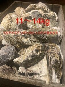 【在庫処分SALE】牡蠣殻　水質改善　ph調整　濾過材　ろ材　11～14kg 250〜300枚ほど　最安価 送料込み　メダカ　鯉　錦鯉　熱帯魚　金魚