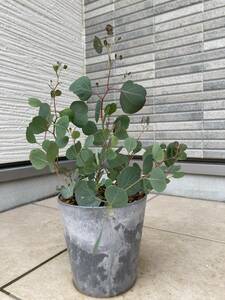  volume . shape *1 point thing. eucalyptus *po Lien se Moss (popolas)[Eucalyptus polyanthemos]. potted plant height of tree approximately 38.( pot from the bottom )