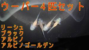 ウーパールーパー4匹セット（3～4cm±0.5mm程度）