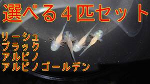 ウーパールーパー選べる4匹セット（4cm±0.5mm程度）