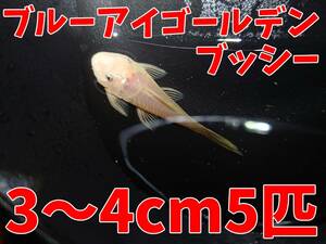 ブルーアイゴールデンブッシープレコ　ベビー3～4cm　5匹　自家ブリード