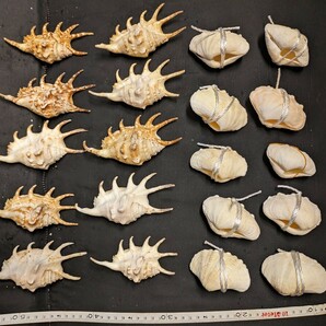 シャコ貝、クモ貝、送料込の画像1