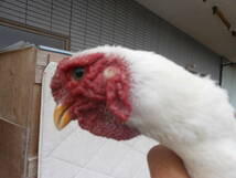 宮崎県鶏保存会会長系統です白小軍鶏6個食用有精卵_画像5