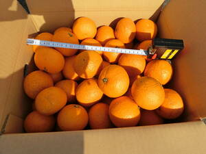 愛媛県産　木なり完熟　清見オレンジ　１０Kg　　Ｍサイズ以上　家庭用