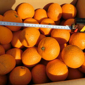 愛媛県産 木なり完熟 清見オレンジ １０Kg  Ｍサイズ以上 家庭用②の画像2