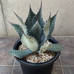 ◆アガベ テマカプリネンシス Agave Temacapulinensis ATE-F の画像3