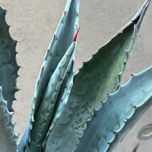 ◆アガベ アメリカーナ Agave americana AAM-A （抜き苗発送）の画像6