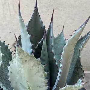 ◆アガベ テマカプリネンシス Agave Temacapulinensis ATE-F の画像4