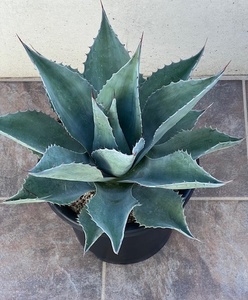 ◆アガベ　オバティフォリア　Agave Ovatifolia ASA-H 特大 ドライガーデン　ロックガーデン