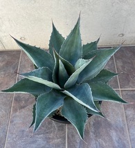 ◆アガベ　オバティフォリア　Agave Ovatifolia ASA-H 特大 ドライガーデン　ロックガーデン_画像2