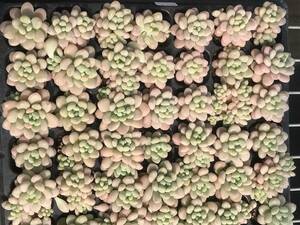 105株 T612-4多肉植物 エケベリア　　ロココ　　超美苗 サボテン 観葉植物 花 園芸　レア種 土と根付きで