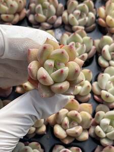 128株　S56-6　多肉植物 エケベリア　　 Qオレンジ 　　超美苗 サボテン 観葉植物 花 園芸　レア種 土と根付きで