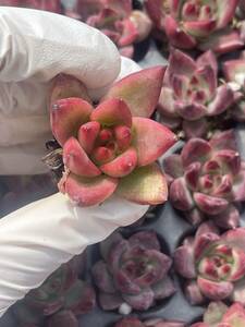 128株　S96-6　多肉植物 エケベリア　　 ロカ　　　超美苗 サボテン 観葉植物 花 園芸　レア種 土と根付きで