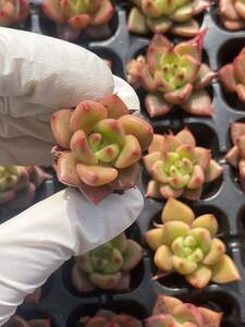 105株　S121-1　多肉植物 エケベリア　　 レッドブル　　　超美苗 サボテン 観葉植物 花 園芸　レア種 土と根付きで