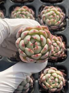 72株　S10-1　多肉植物 エケベリア　　チワ　　　超美苗 サボテン 観葉植物 花 園芸　レア種 土と根付きで